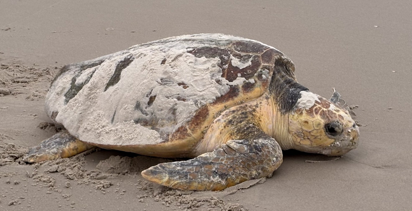 loggerhead turtle