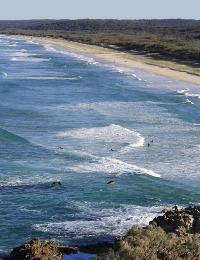 Dolphins in Moreton Bay