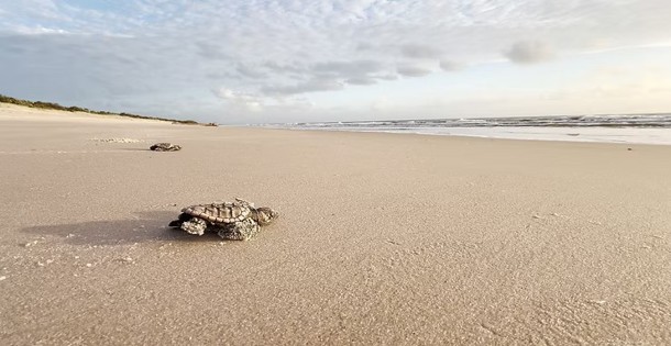 Woorim Beach turtle